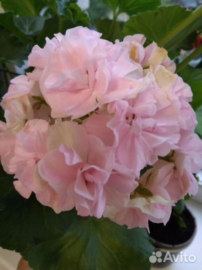 Пеларгония юв Рапунцель