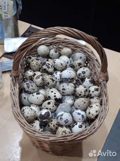 Инкубация яиц перепелов