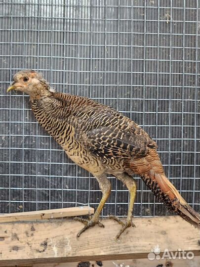 Золотой фазан