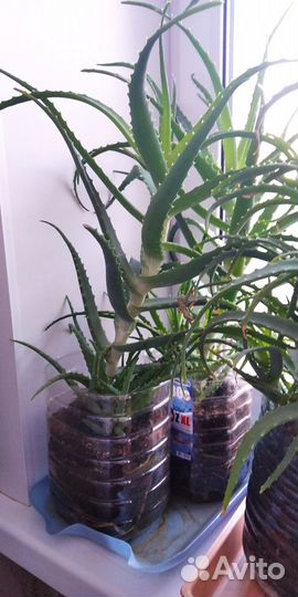 Алоэ (столетник) трёхлетнее