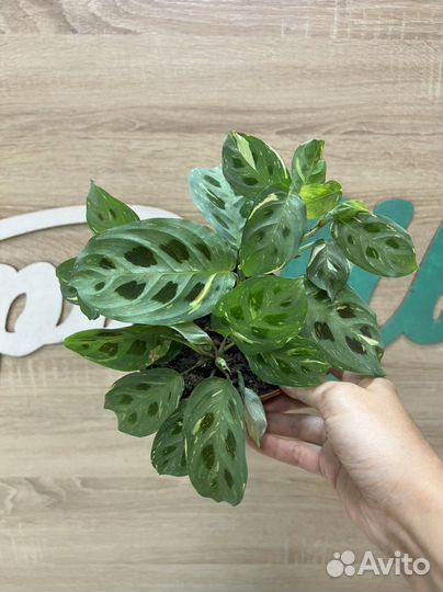 Маранта Бьюти ким