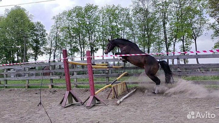 Продам лошадь