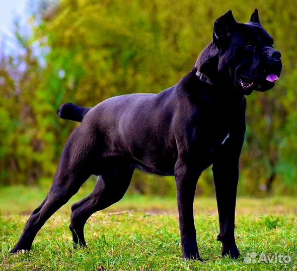 Кане корсо вязка