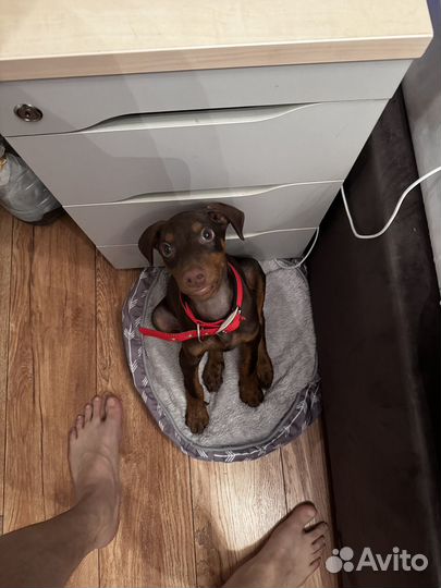 Продается, доберман, девочка