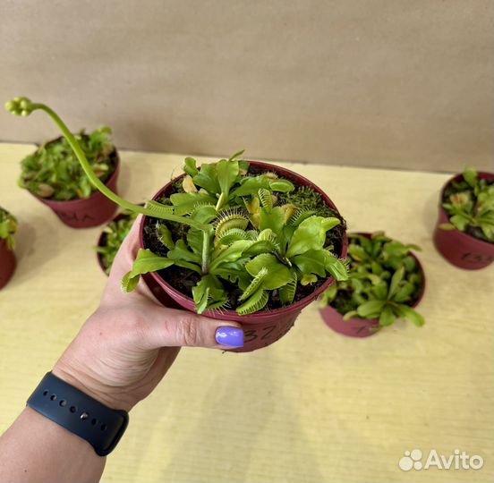 Венерина мухоловка цветок