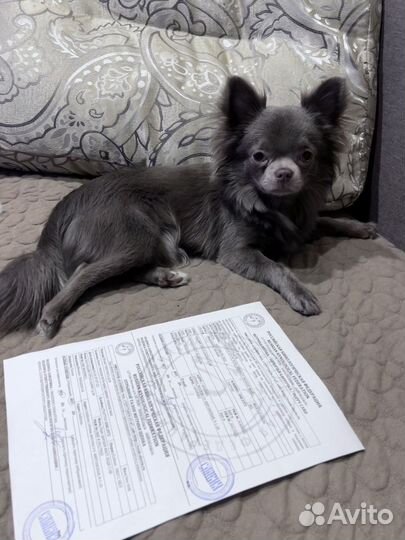 Кабель для вязки Чихуахуа