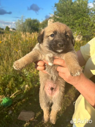 Щенок мальчик