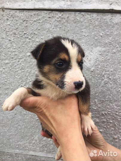 Щенки-девочки ищут дом