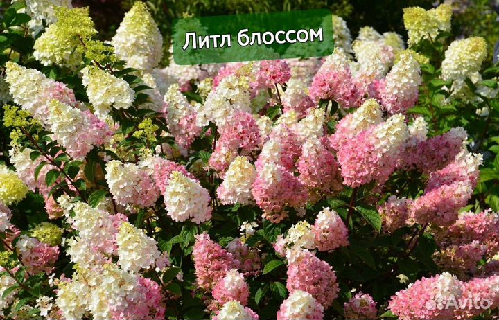 Гортензия метельчатая