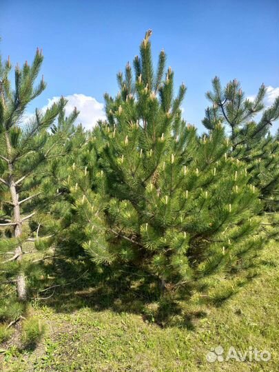 Сосна крымская
