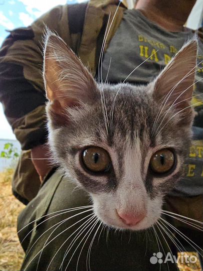 Котята девочки в добрые руки