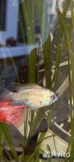 Продам аквариумных рыб (нанакары)