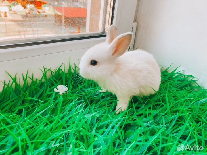 Карликовый кролик мини - ручной