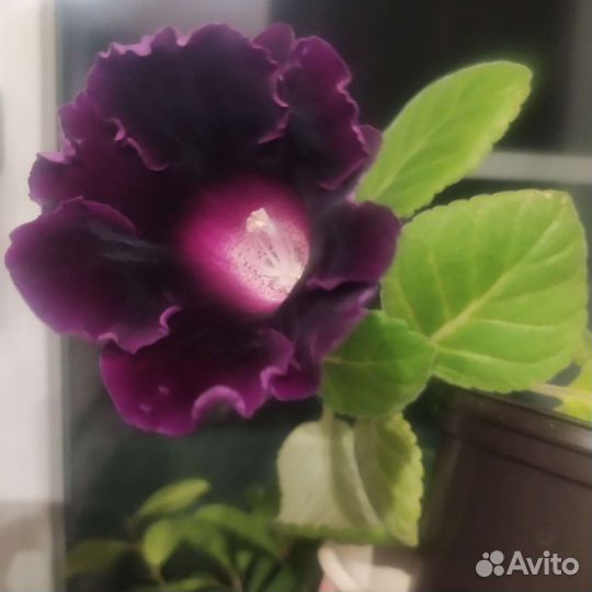 Глоксиния Принц Альберт