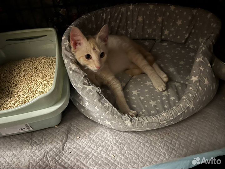 Пеппи (котёнок, 3 месяца)