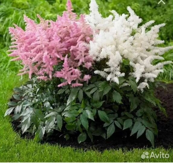 Рассада астильбы