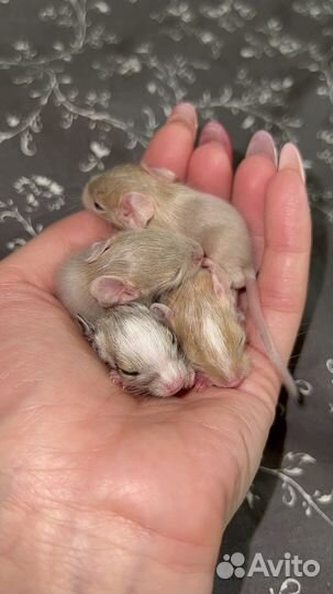 Белки дегу питомник, все окрасы