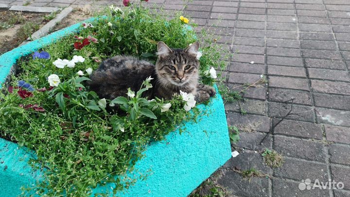 Выброшенная ласковая кошка ищет новый дом