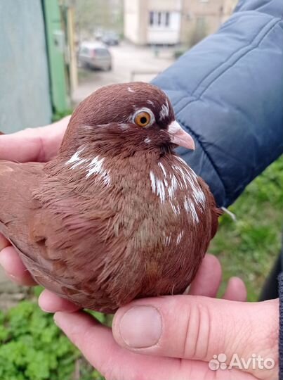 Николаевские голуби