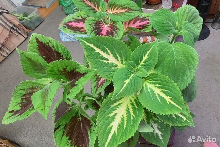 Колеусы разные (с горшком)