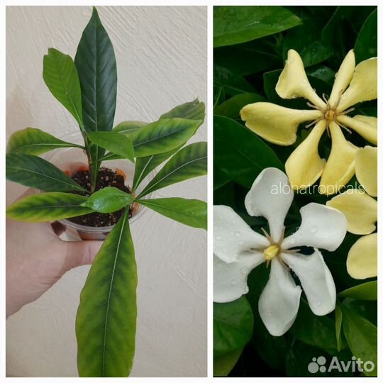 Гардения Гриффити