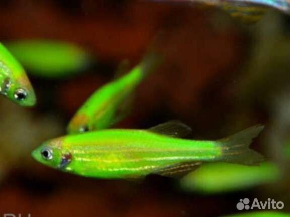 Данио салатовый глофиш рыбки аквариумные и растени