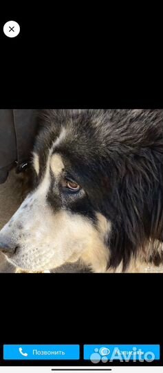 Собака в добрые руки отдам бесплатно