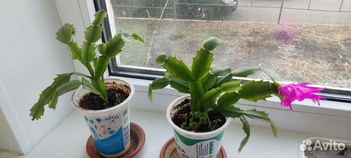 Каланхоэ, алоэ