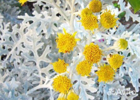 Цинерария, лаванда, очиток, размарир, чебрец