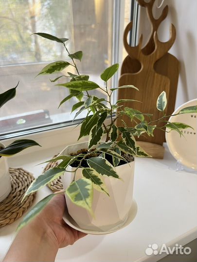 Фикус бенджамина пестролистный. Цветок