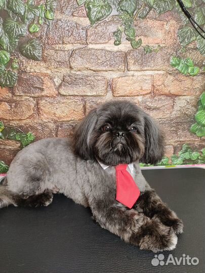 Стрижка собак мелких пород