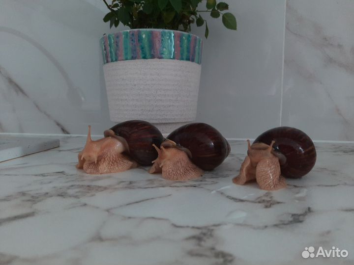 Улитки ахатины