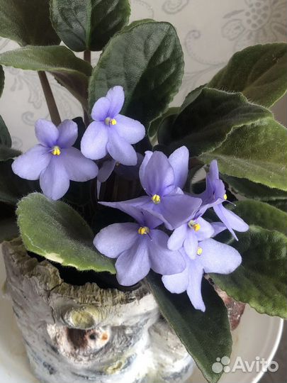 Цветы домашние