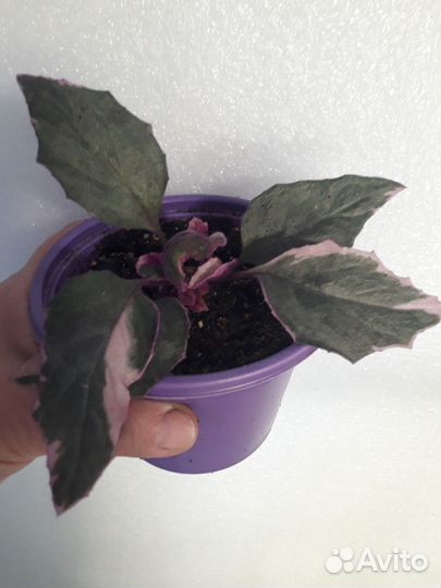 Гинура вариегатная