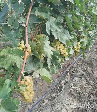 Продукты питания.Виноград сорт агадаи