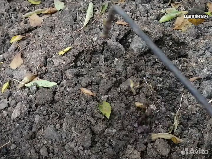 Навоз куриный, куриный помет