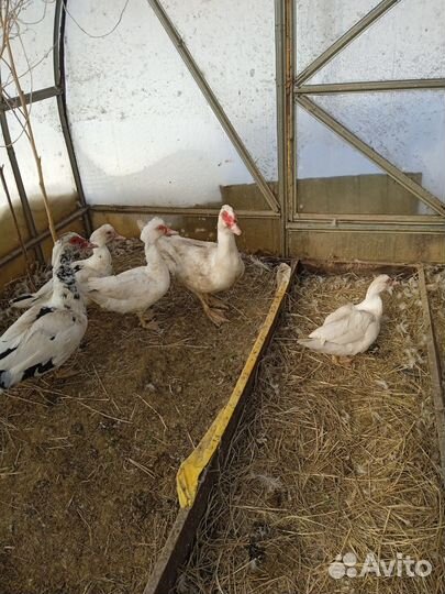 Индоутки тяжелой линии