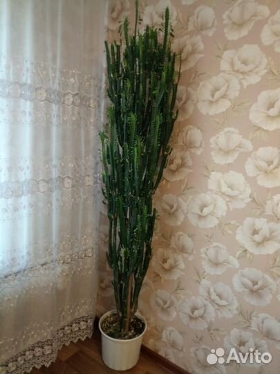 Кактус-трехрганный