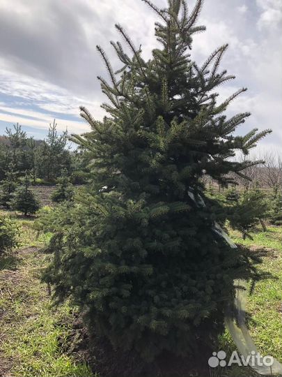 Ель крупномер