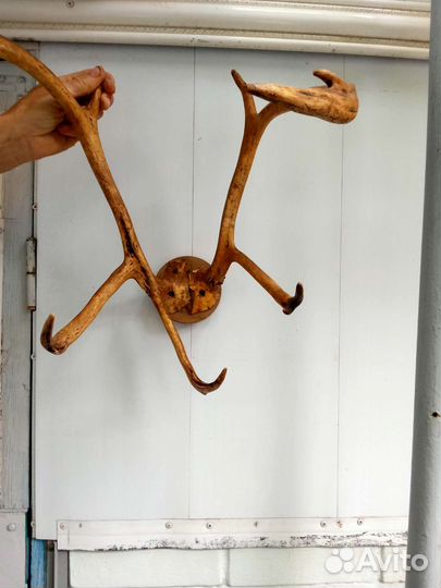 Рога оленя или лося