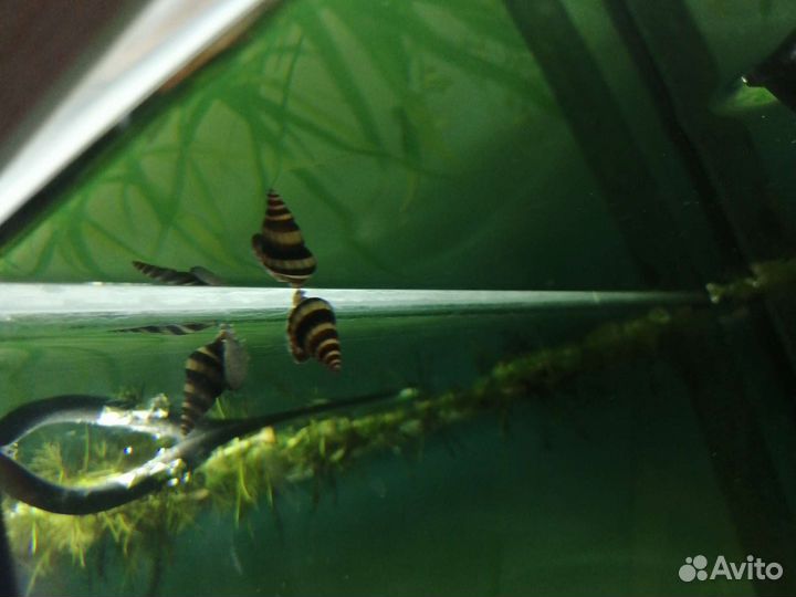 Хищные улитки Хелены