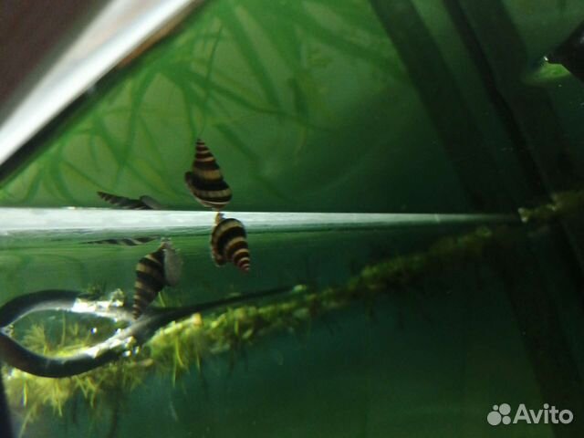 Хищные улитки Хелены