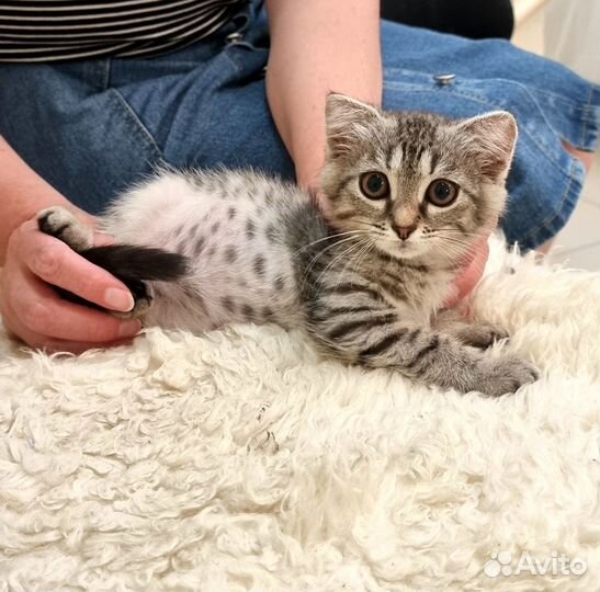 Продаю котенка