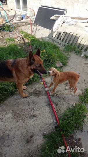 Потеряшка Собака спаниель коикерхондье