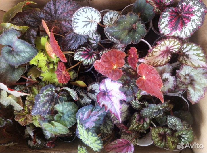 Бегония королевская