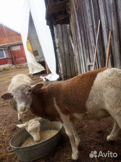 Катумские бараны