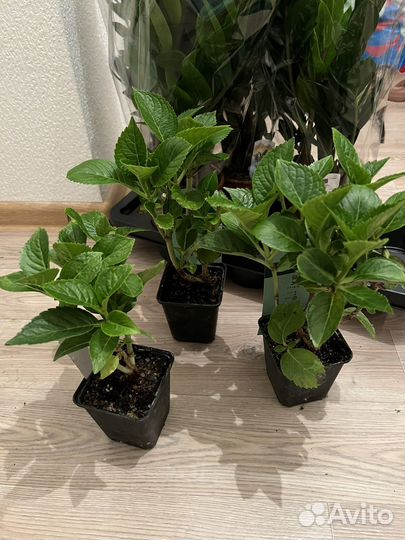 Гортензия крупнолистная/метельчатая взрослые