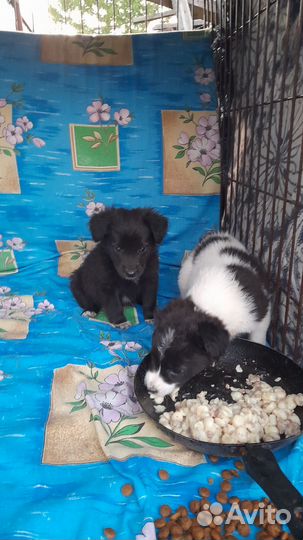 Щенок в добрые руки