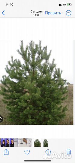 Саженцы сосны