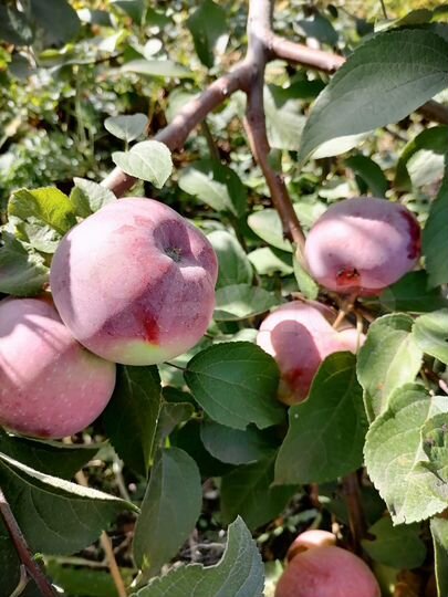 Коттедж 80 м² на участке 11 сот.